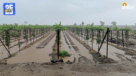 Heavy Rain Crop Damage