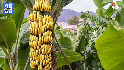 Banana