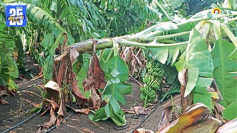 Banana Crop Loss