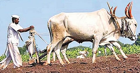 Agricultural Sankalp Abhiyan