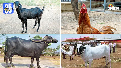 Desi Livestock