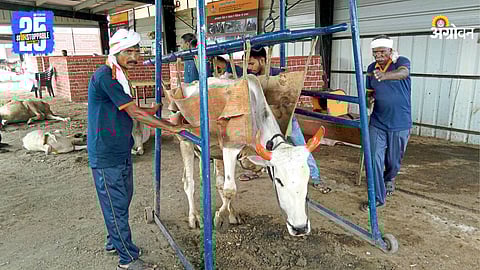 Animal Care