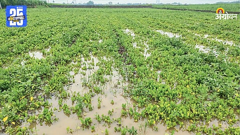 Crop Damage