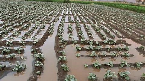 Latur district Rain
