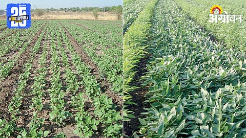 Moong Urad Management