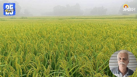 Paddy Farming