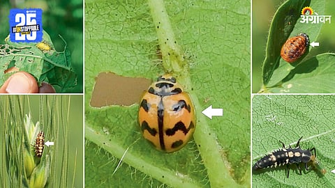 Ladybird Beetle
