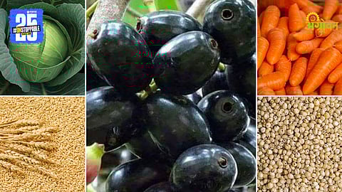 Agriculture Products