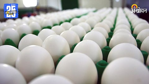 Eggs