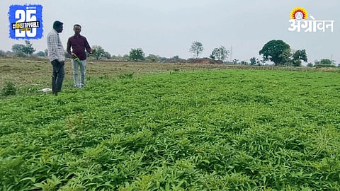 Sweet Potato Farming 