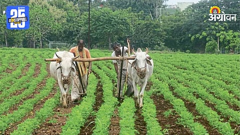 Indian Farmer