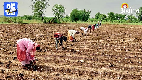 Cotton Sowing 