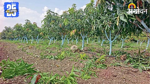 Mango Farming