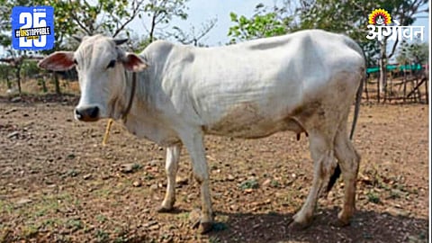 Umarda Cattle Breed 