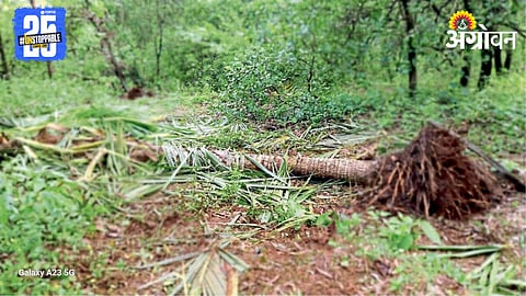 Wild Animal Crop Damage