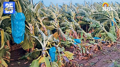Crop Damage