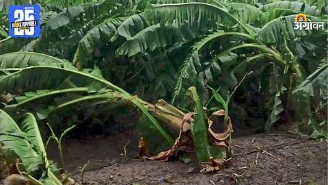 Rain Crop Damage