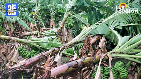 Banana Crop Loss