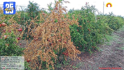 Pomegranate Pest Management