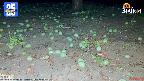 Crop Damage