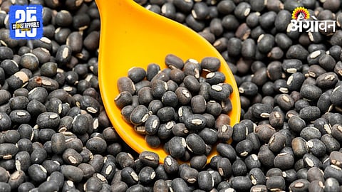 Urad Rate