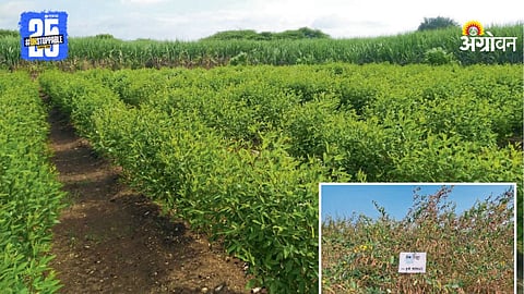 Pigeon Pea Farming