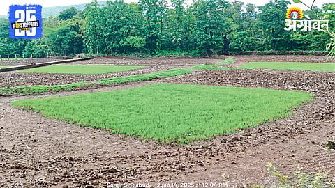 Paddy Plantation