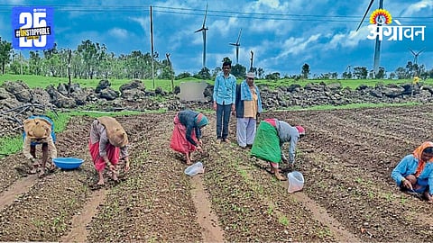 Paddy Farming