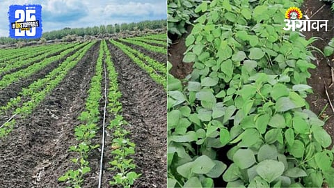 Soybean Paired Sowing Method