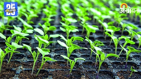 Vegetable Nursery 