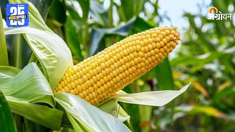 Maize