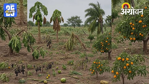 Baramati Rain Damage