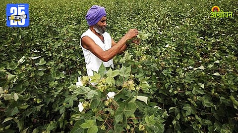 Cotton Farming