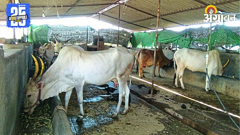 Desi Cow Farming 