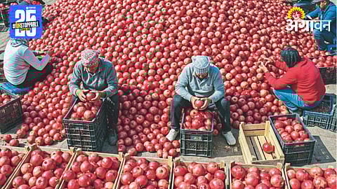 Farm Produce Grading 