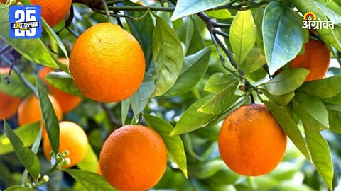 Orange Crop