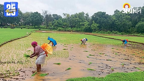 Paddy Plantation