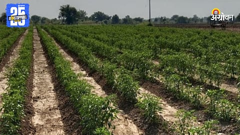 Chilli Farming