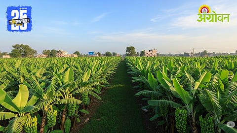 Bihar Farming Success