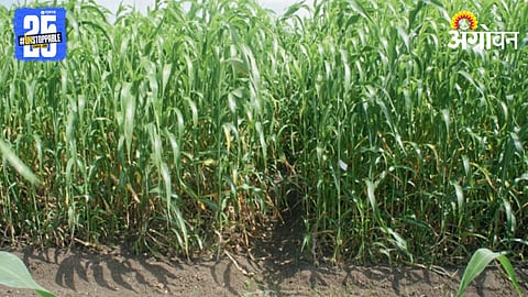 Jowar Fodder 