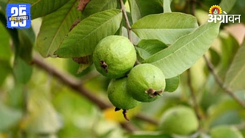 Guava Farming