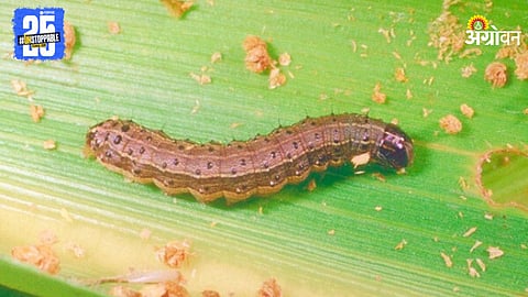 Army worm