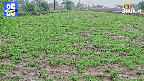 Kharif Season