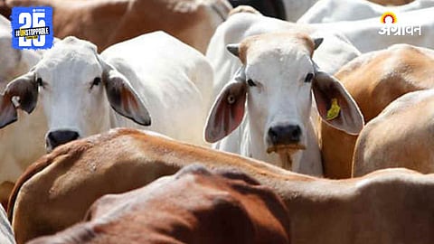 Cow