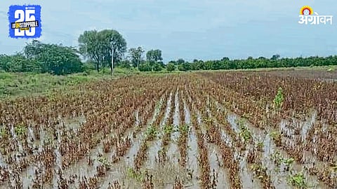 Crop Loss Issue