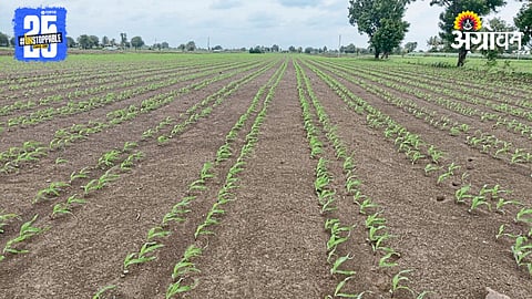 Kharif Sowing