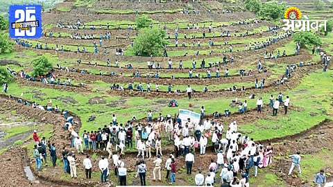 Tree Plantation