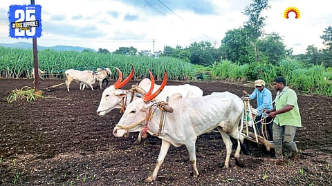 Kharif Sowing 