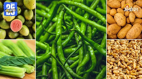 Agriculture Market Products