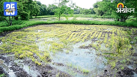 Crop Damage